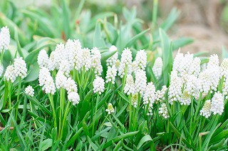 白の花