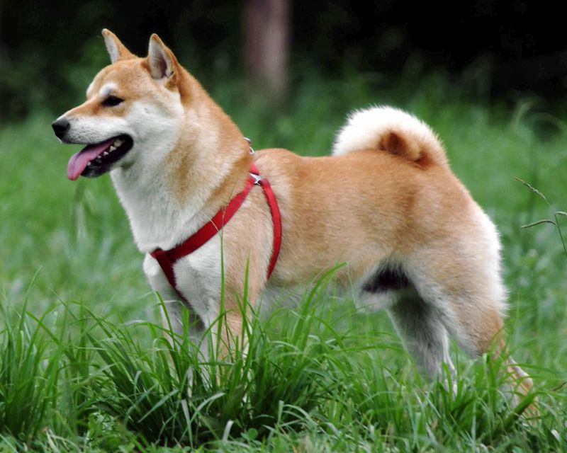 shibainu
