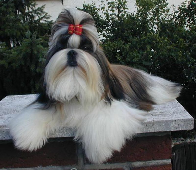 shihtzu