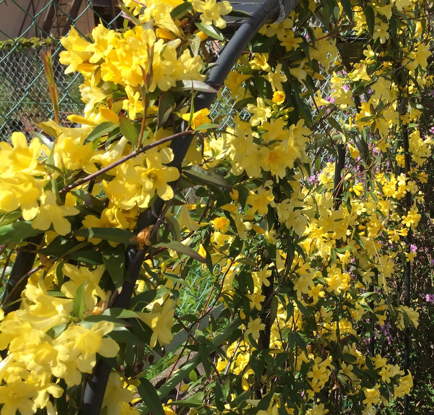 カロライナジャスミン