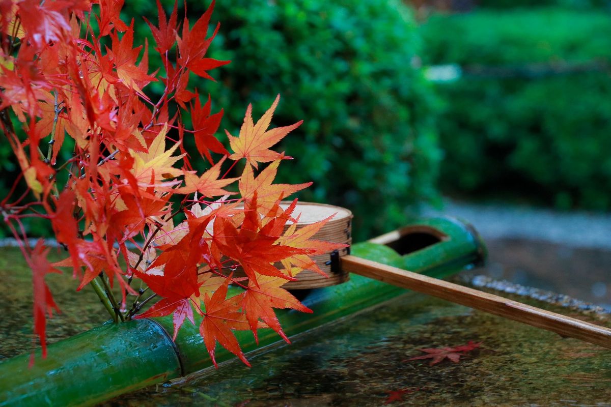 もみじの葉と手水舎